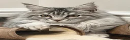 Maine Coon cats for sale: 🌿 THE HERITAGE COLLECTION 🌿 - Advert 14