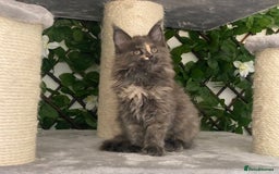 Maine Coon cats for sale: Tica Stunning Kittens  - Image 6