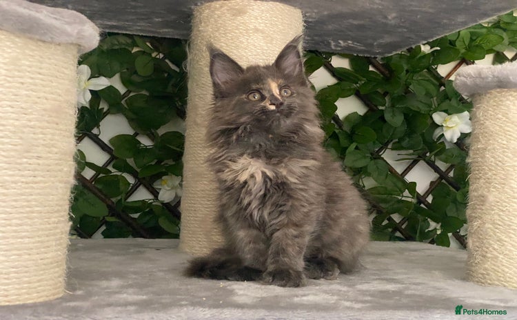 Maine Coon cats - Advert 10