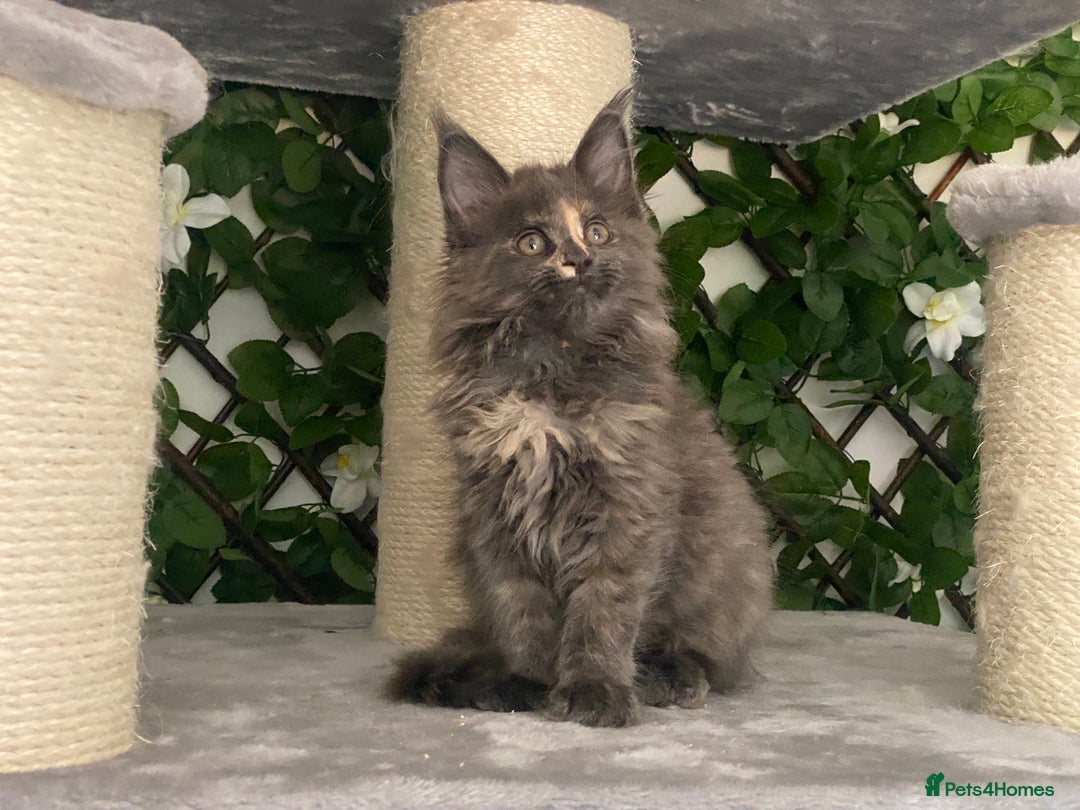 Maine Coon cats for sale: Tica Stunning Kittens  - Image 6