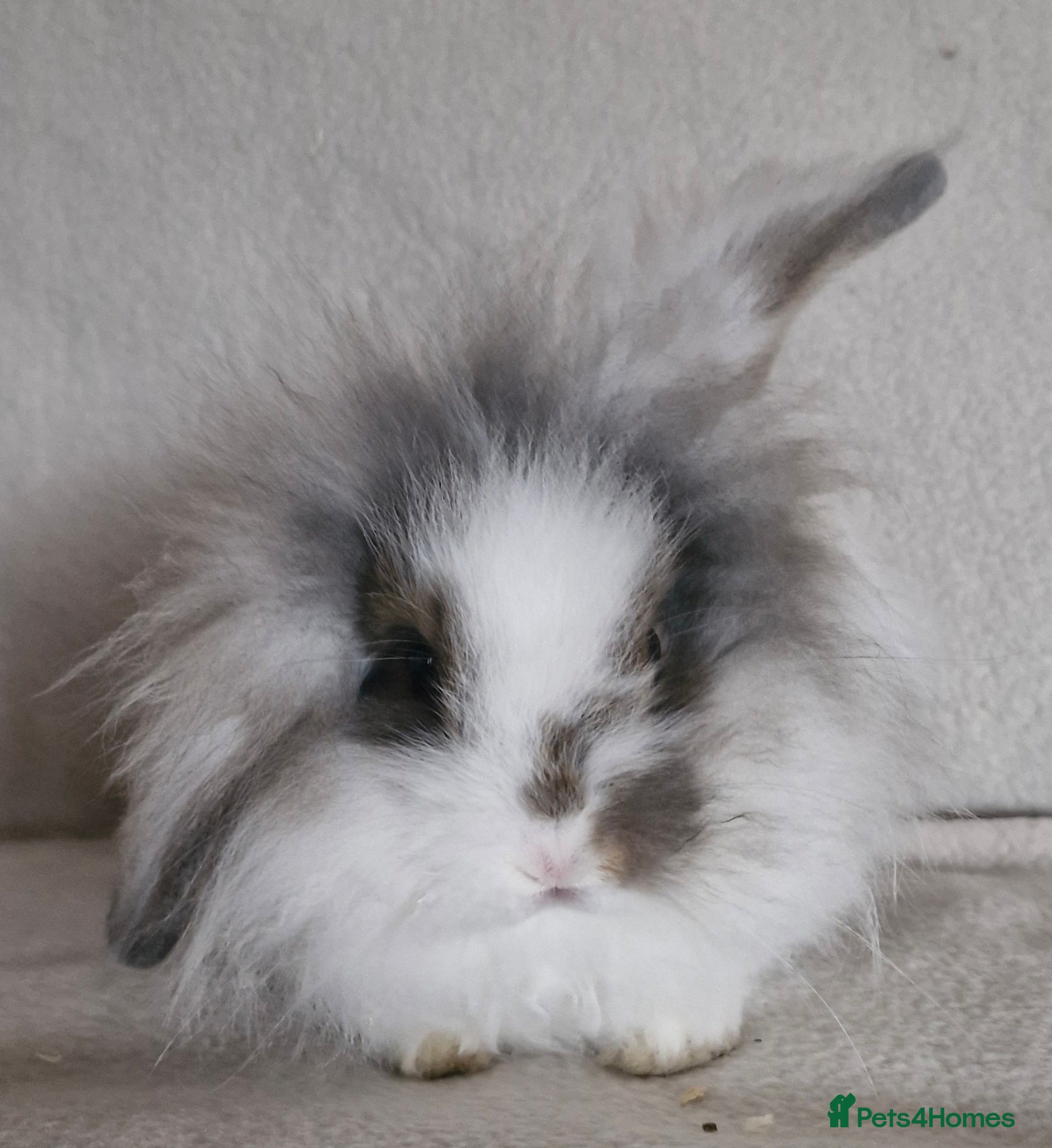 Mini Lion Lop rabbits 🩵Mini Lion Lop Boy🩵 - Advert 16
