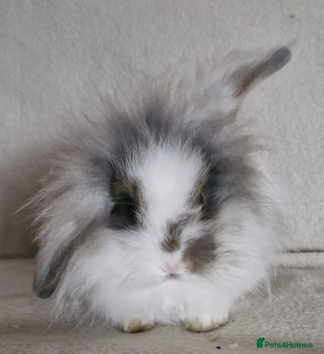 Mini Lion Lop rabbits for sale: 🩵Mini Lion Lop Boy🩵 - Advert 1