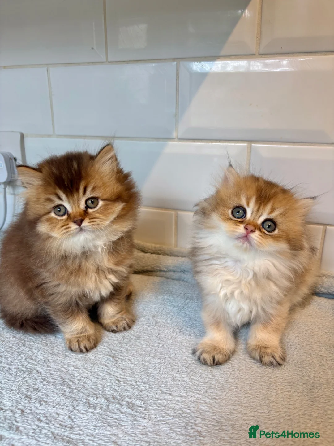 British Longhair cats for sale: Pedigree British longhair golden chocolate black - Advert 2