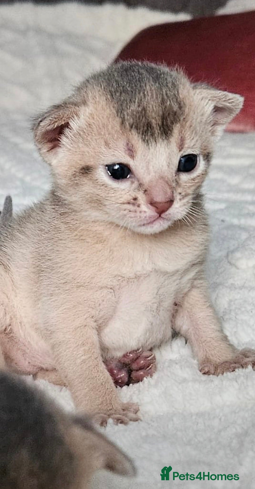 Abyssinian cats for sale: Abyssinian  - Advert 41