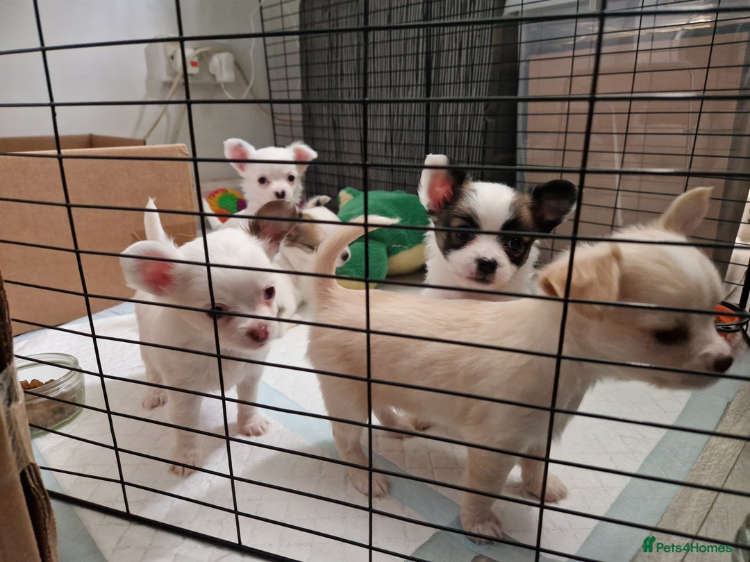 Chihuahua dogs for sale: Chihuahuas puppy's   - Image 31