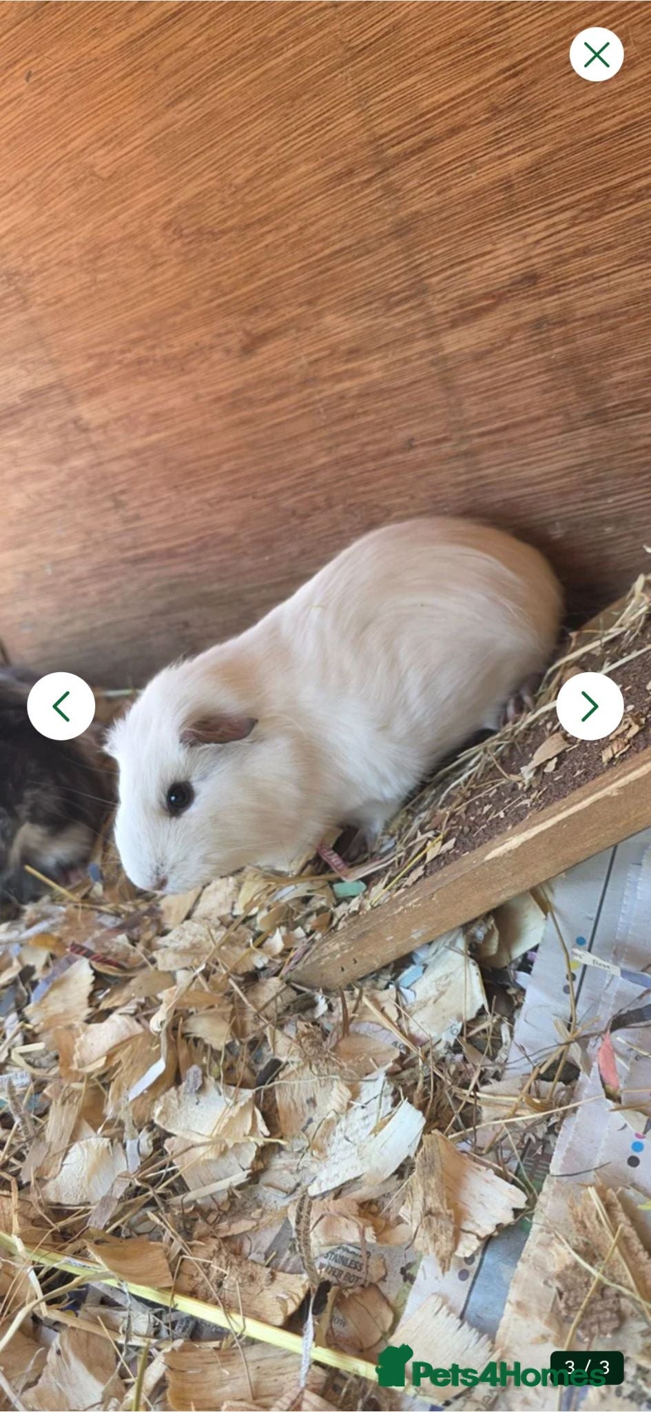 Guinea Pig rodents 2 female guinea pigs  - Advert 4