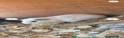 Guinea Pig rodents for sale: 2 female guinea pigs  - Advert 1