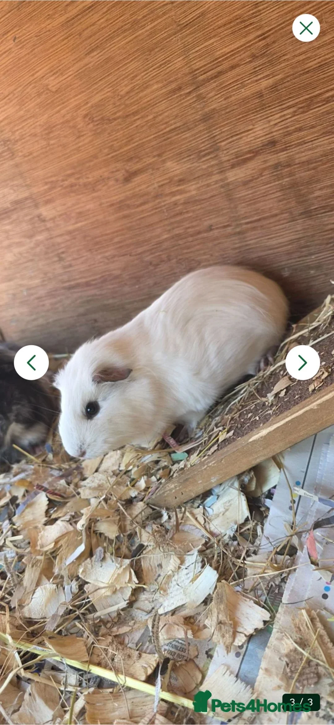 Guinea Pig rodents for sale: 2 female guinea pigs  - Advert 1