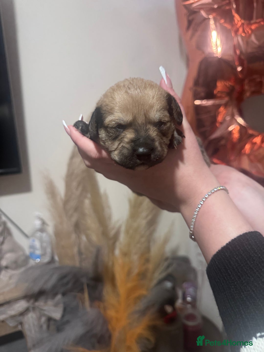 Mixed Breed dogs for sale: Rottweiler cross puppies - Advert 8