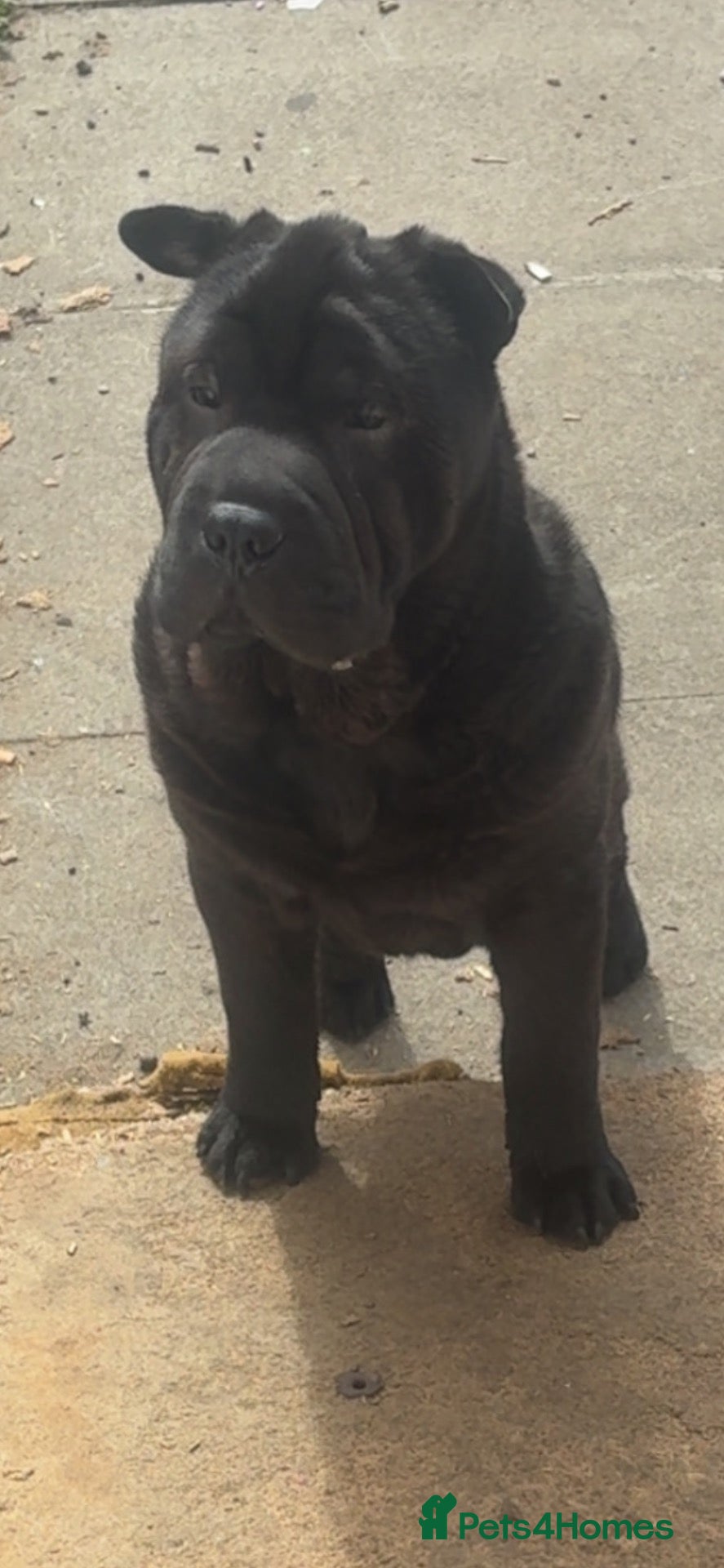 Shar Pei dogs Shar pei dog  - Advert 1