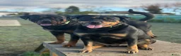 Rottweiler dogs for stud: Rottweiler For Stud - Advert 7