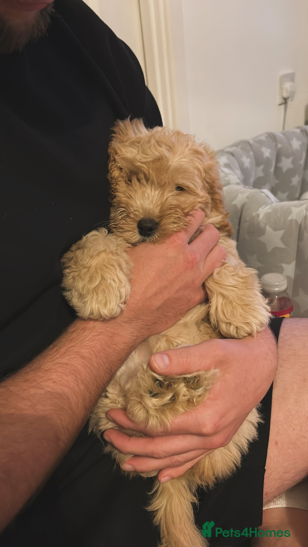 Cockapoo dogs for sale: 4 month old female Cockapoo  - Advert 13