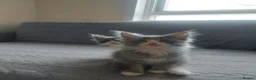 Maine Coon cats for sale: Beautifull Maine Coon kittens in Edinburgh - Advert 14