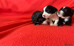 Havanese dogs for sale: 🐾 9 Havanese Puppies for Their Forever Homes 🐾 - Image 5