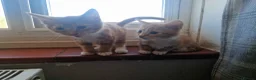 Mixed Breed cats for sale: 4 Male Mixed kittens £50 each  - Advert 2
