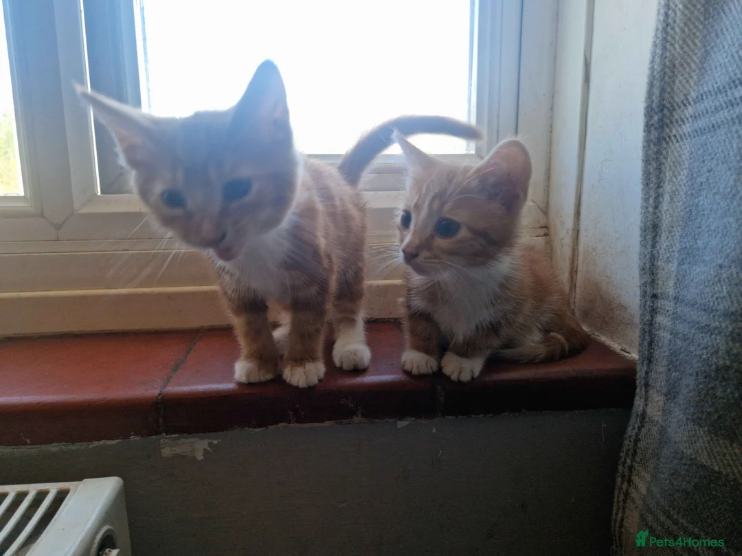 Mixed Breed cats for sale: 4 Male Mixed kittens £50 each  - Advert 2