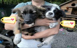 Mixed Breed dogs for adoption: 💖🐶 LOLLY & JOLIE 🐶💖 - Image 18