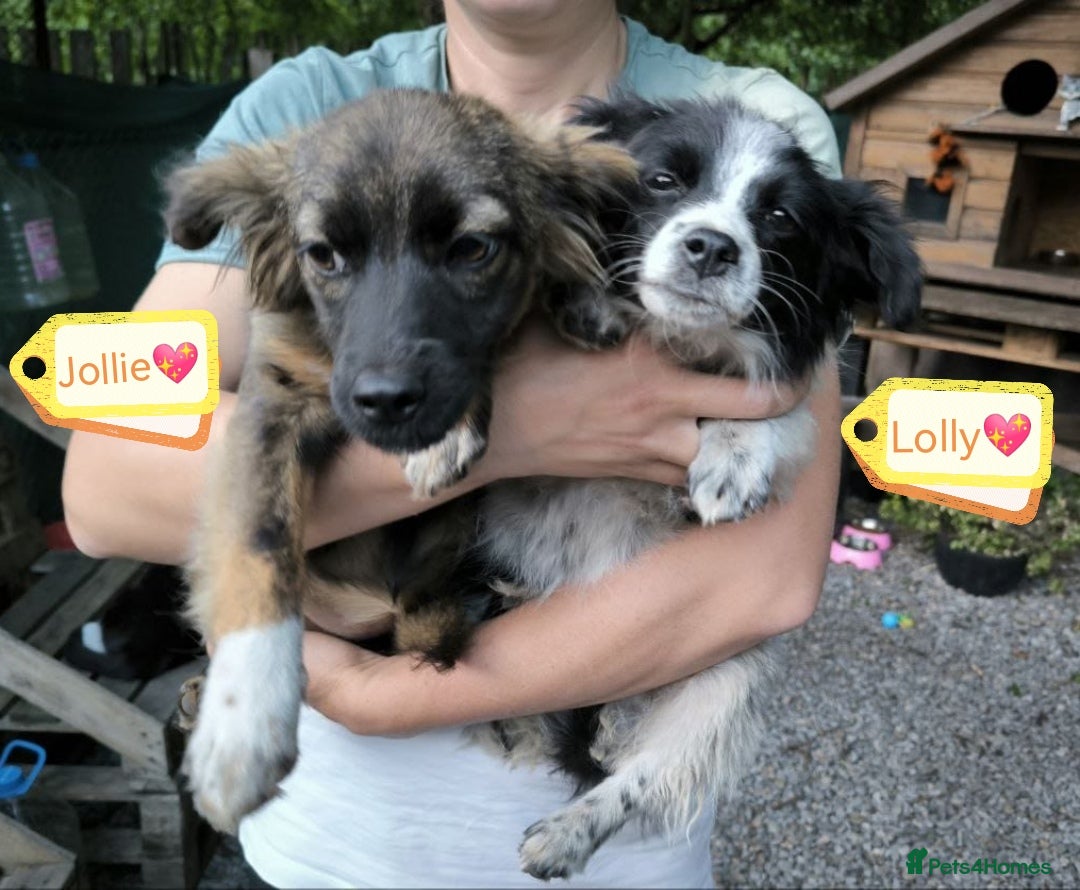 Mixed Breed dogs for adoption: 💖🐶 LOLLY & JOLIE 🐶💖 - Image 18