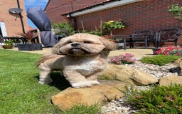 Lhasa Apso dogs for stud: Gorgeous proven KC registered Cooper for **stud** in Pontefract - Image 5