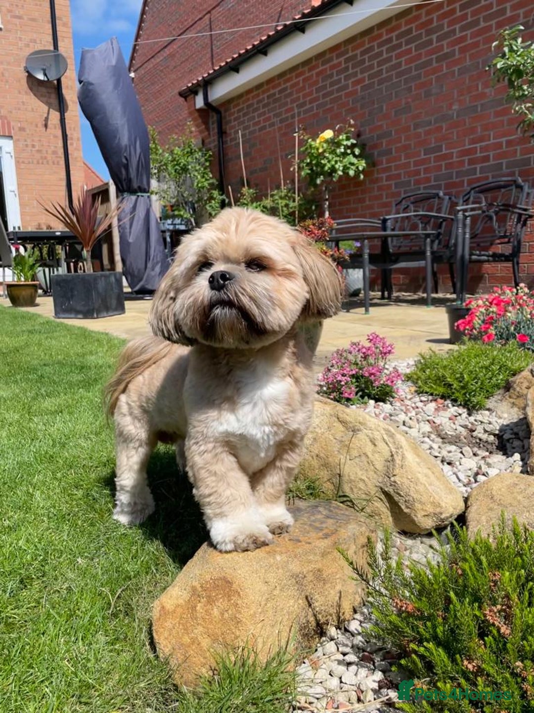 Lhasa Apso dogs for stud: Gorgeous proven KC registered Cooper for **stud** in Pontefract - Image 5