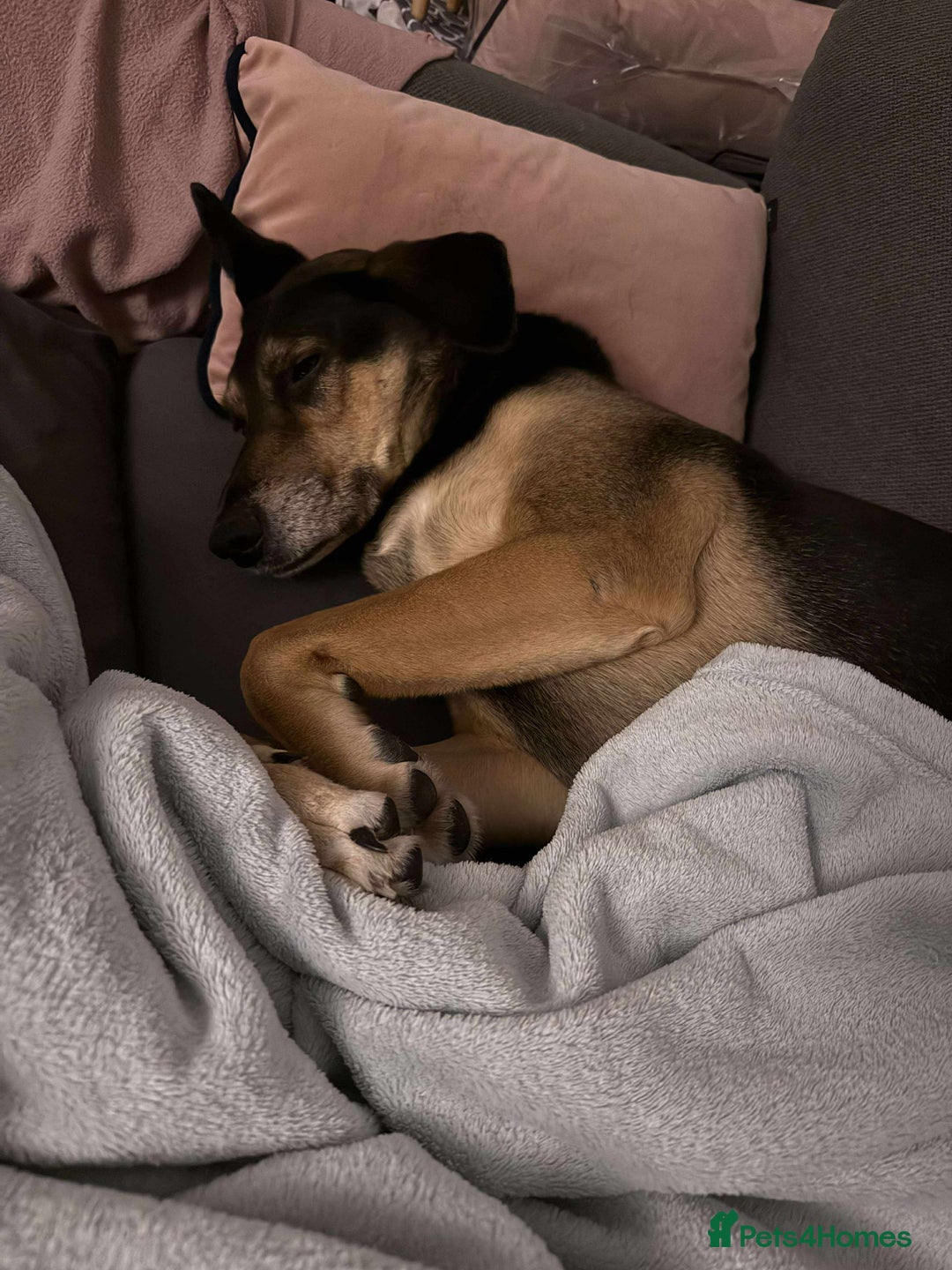 Mixed Breed dogs for adoption: Rosa  - Advert 3