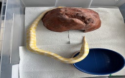 Python Snake reptiles for sale: 7 BALL PYTHONS AND STACK - Image 8