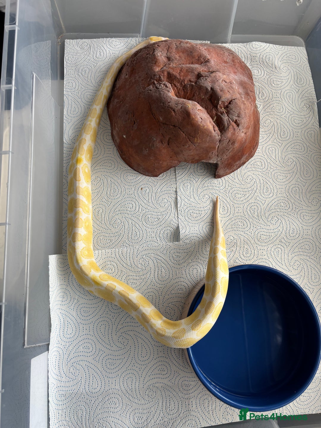 Python Snake reptiles for sale: 7 BALL PYTHONS AND STACK - Image 8