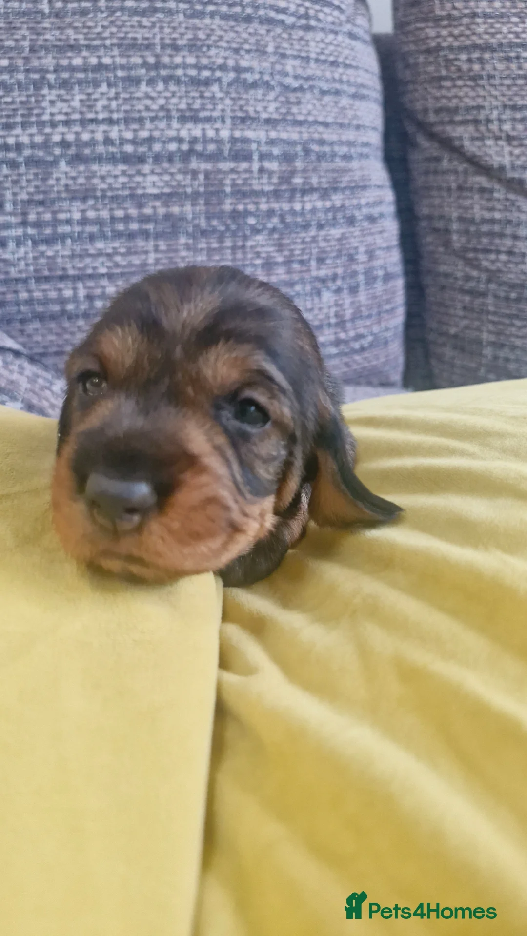 Dachshund dogs for sale: Standard Wirehaired Dachshund pups - Advert 2