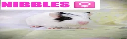 Guinea Pig rodents for sale: 🐹 8 Baby Guinea Pigs ❤️ - Advert 7