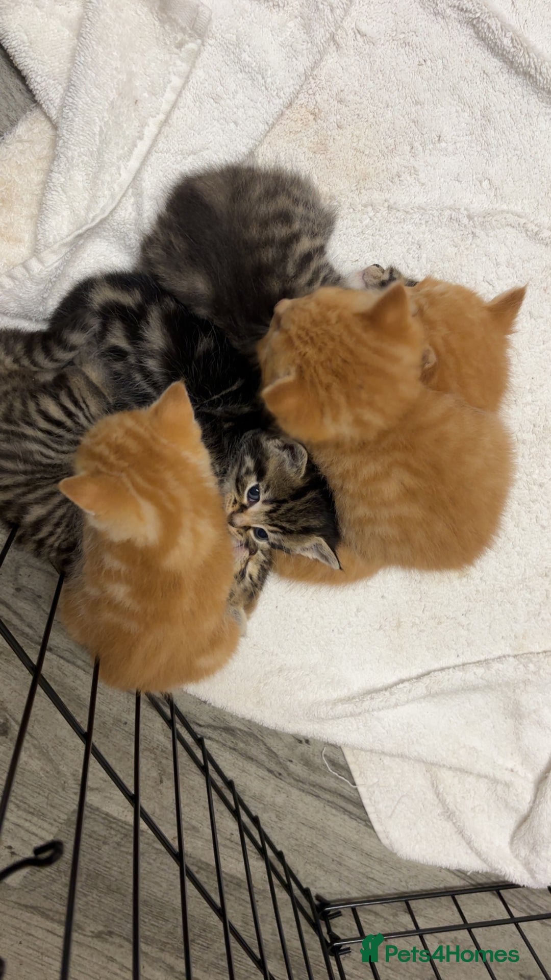 Bengal cats for sale: Bengal kittens  - Image 1