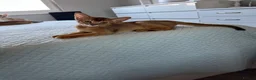 Abyssinian cats for sale: Abyssinian kittens  - Advert 16