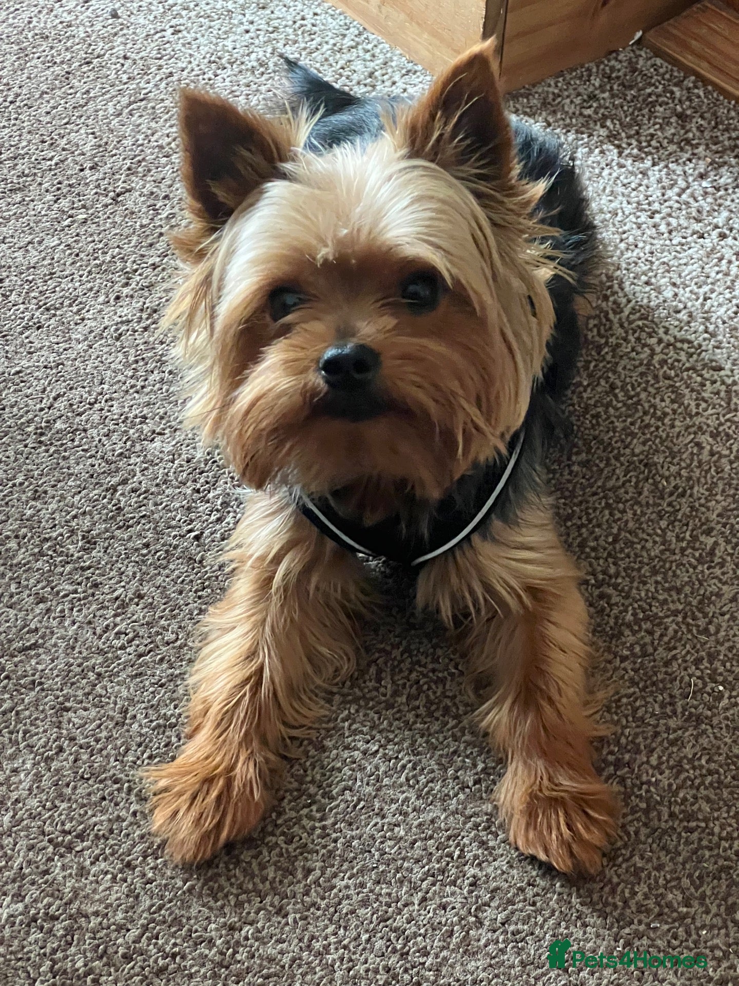 Yorkshire Terrier dogs for stud: Yorkshire terrier for stud (proven) - Advert 12