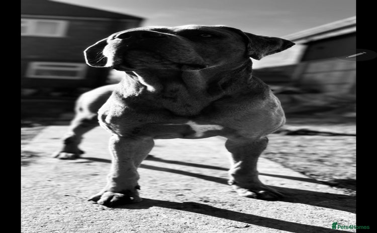 Cane Corso dogs - Advert 2