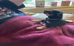 Lancashire Heeler dogs for sale: Lancashire Heeler Puppy for sale - Image 3