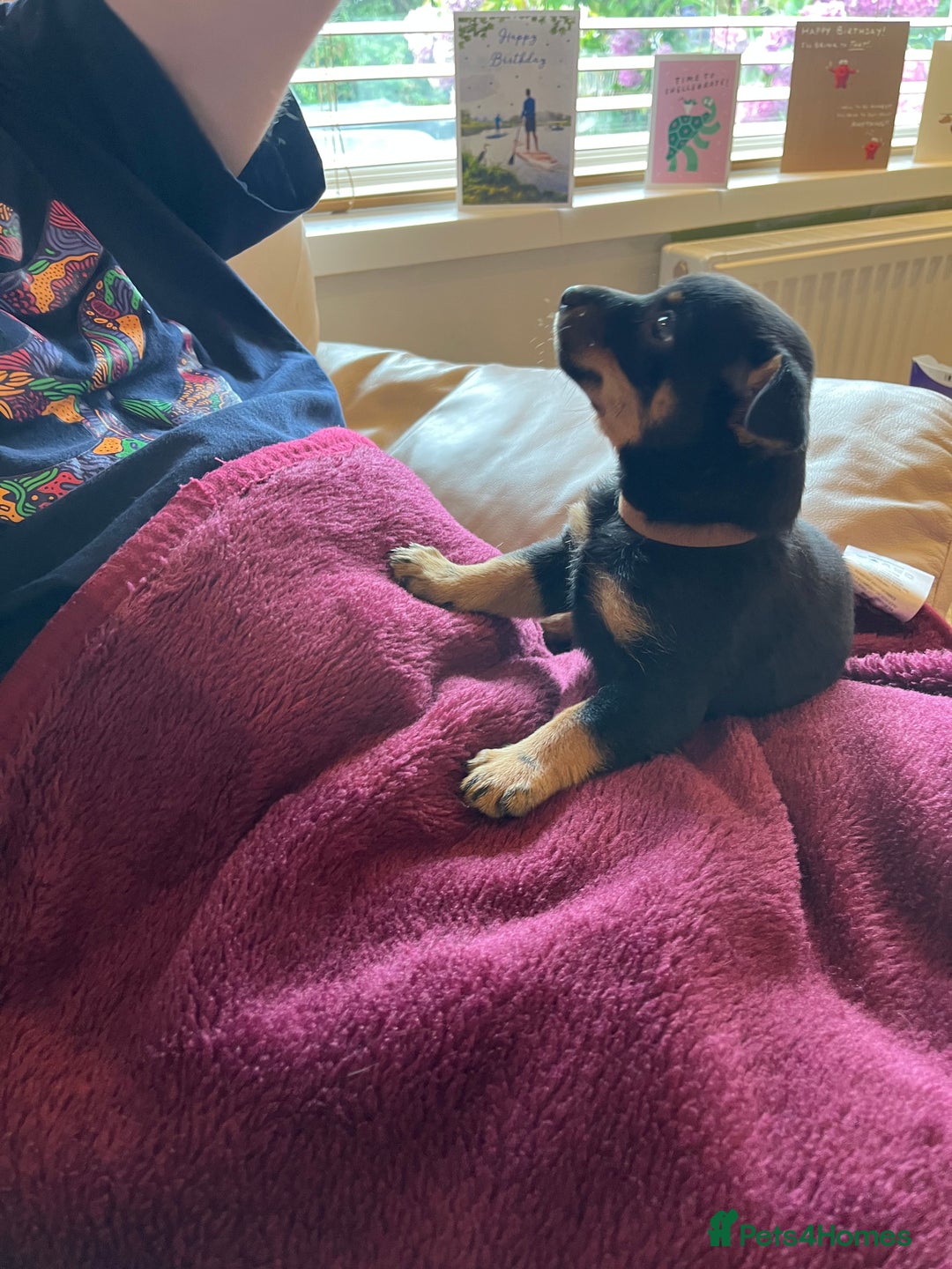 Lancashire Heeler dogs for sale: Lancashire Heeler Puppy for sale - Image 3