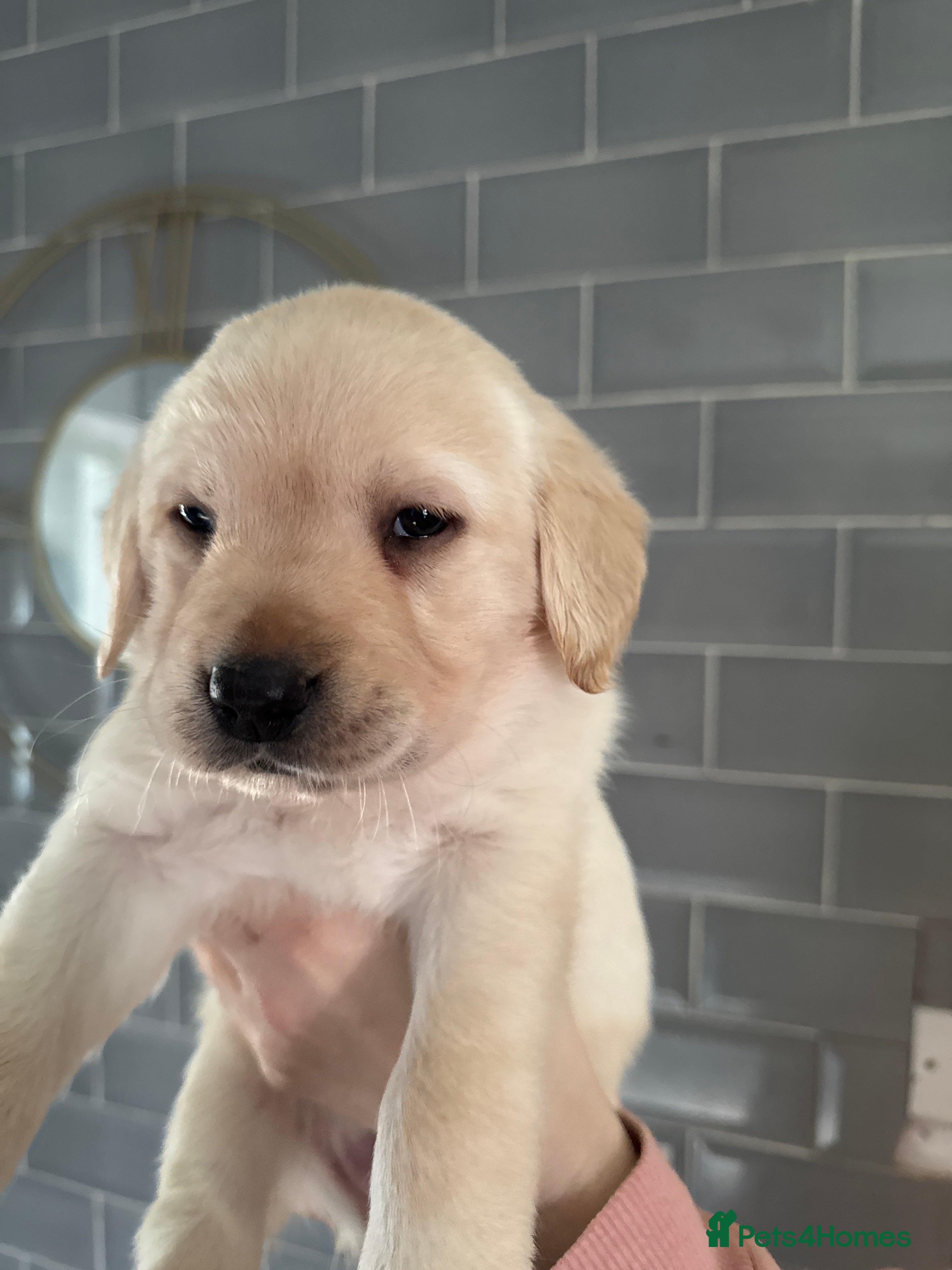 Labrador Retriever dogs Lablador Retriever - Advert 5