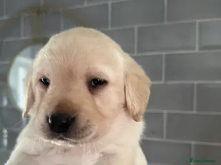 Labrador Retriever dogs Lablador Retriever - Advert 5