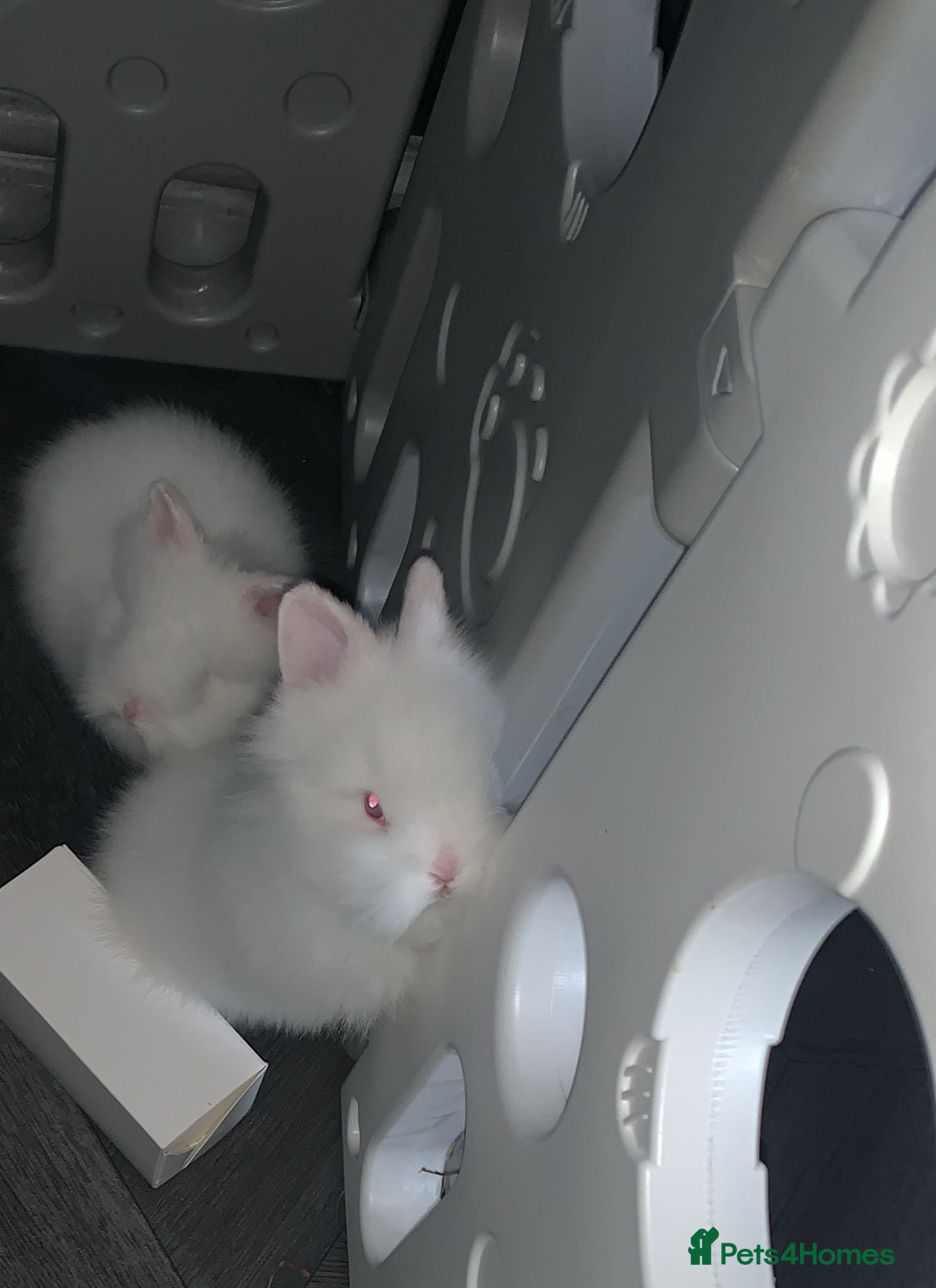 Lionhead rabbits Two beautiful snowwhite lionheads 🐰 ❄️ 😍 - Advert 1