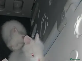 Lionhead rabbits Two beautiful snowwhite lionheads 🐰 ❄️ 😍 - Advert 1