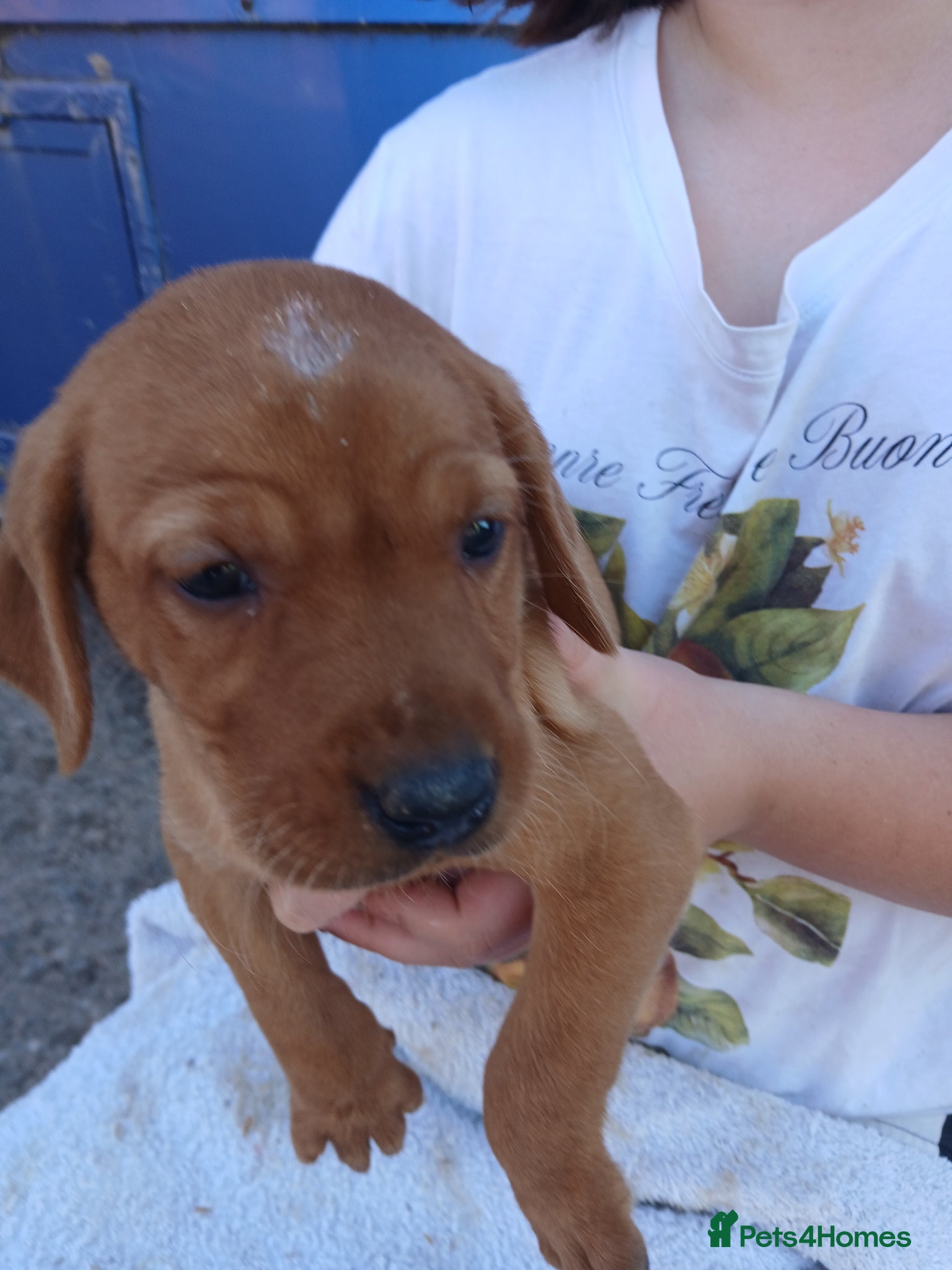 Labrador Retriever Puppy 4