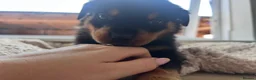 Rottweiler dogs for sale: Beautiful Rottweiler Pups  - Advert 29