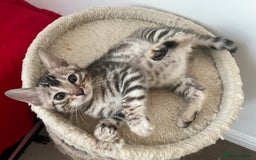 Bengal cats for sale: Stunning Beauty Bengal princess ❤️ - Image 10