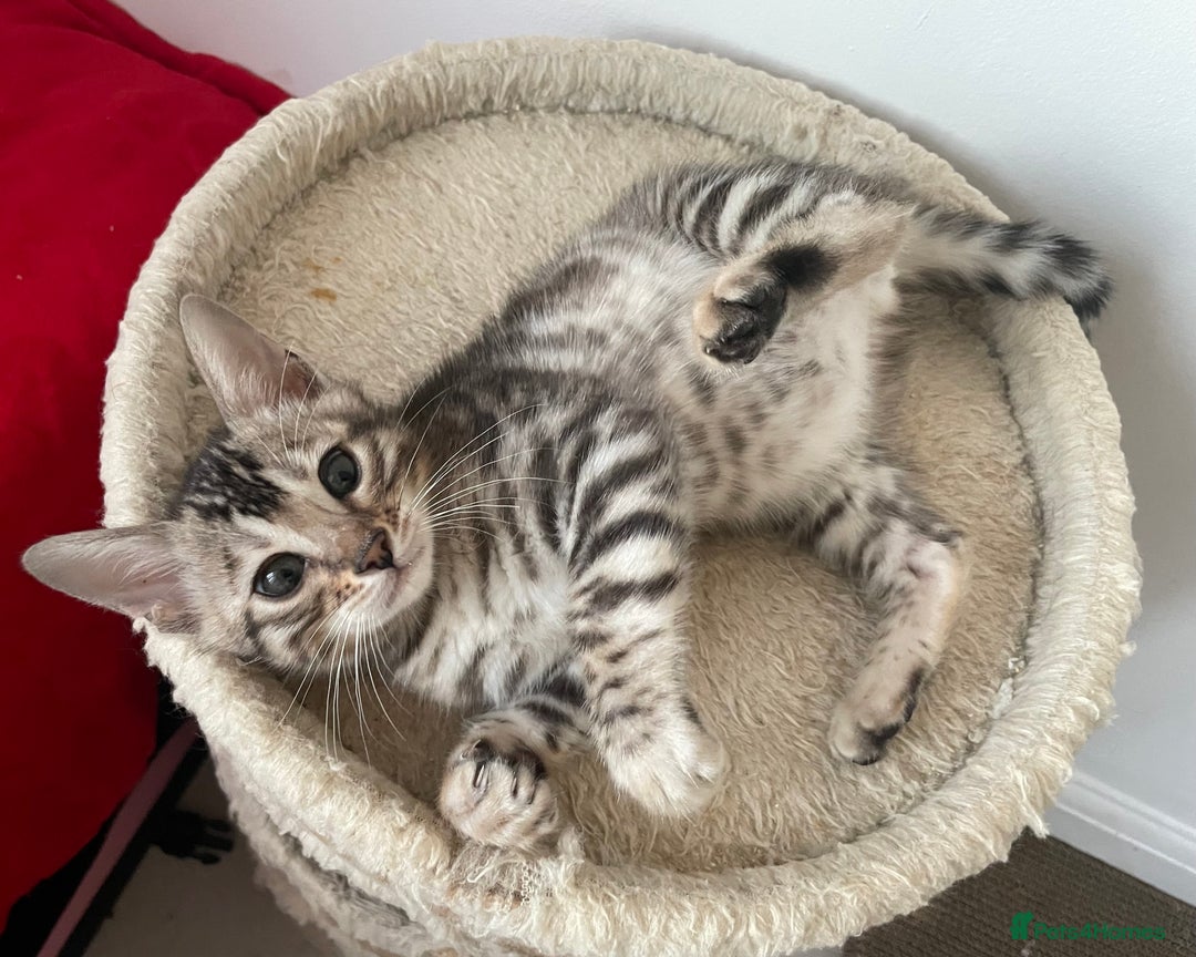 Bengal cats for sale: Stunning Beauty Bengal princess ❤️ - Image 10