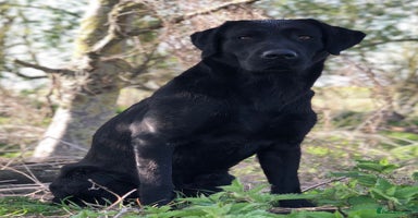 Labrador Retriever dogs - Advert 15