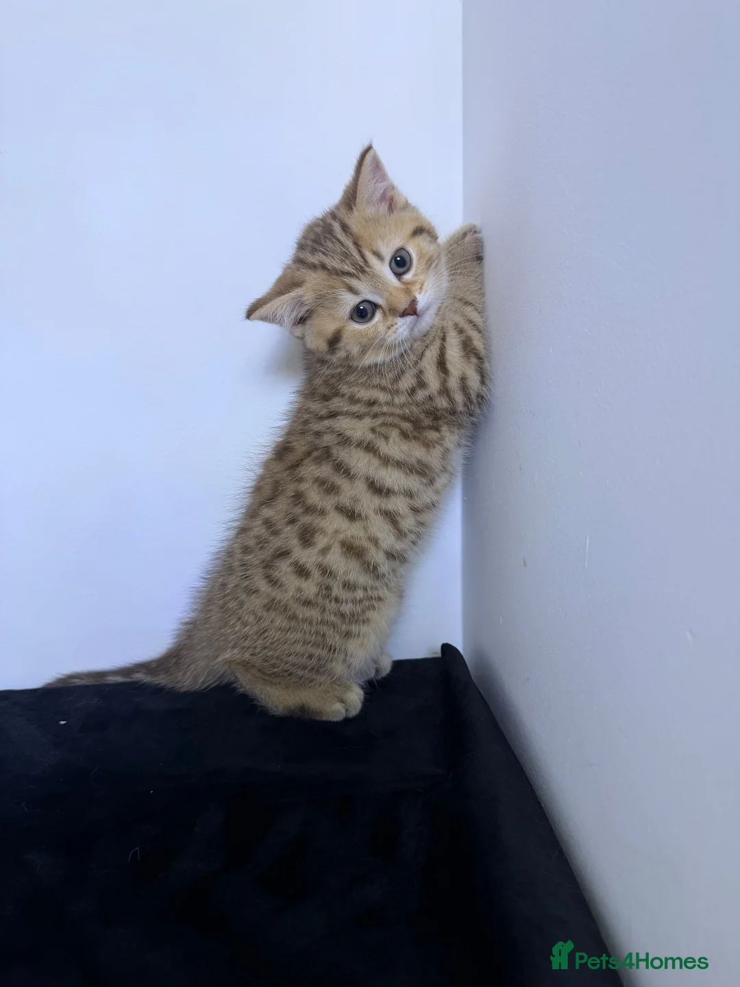 Scottish Fold cats for sale: Stunning Scottish straight ear girl is ready - Advert 2