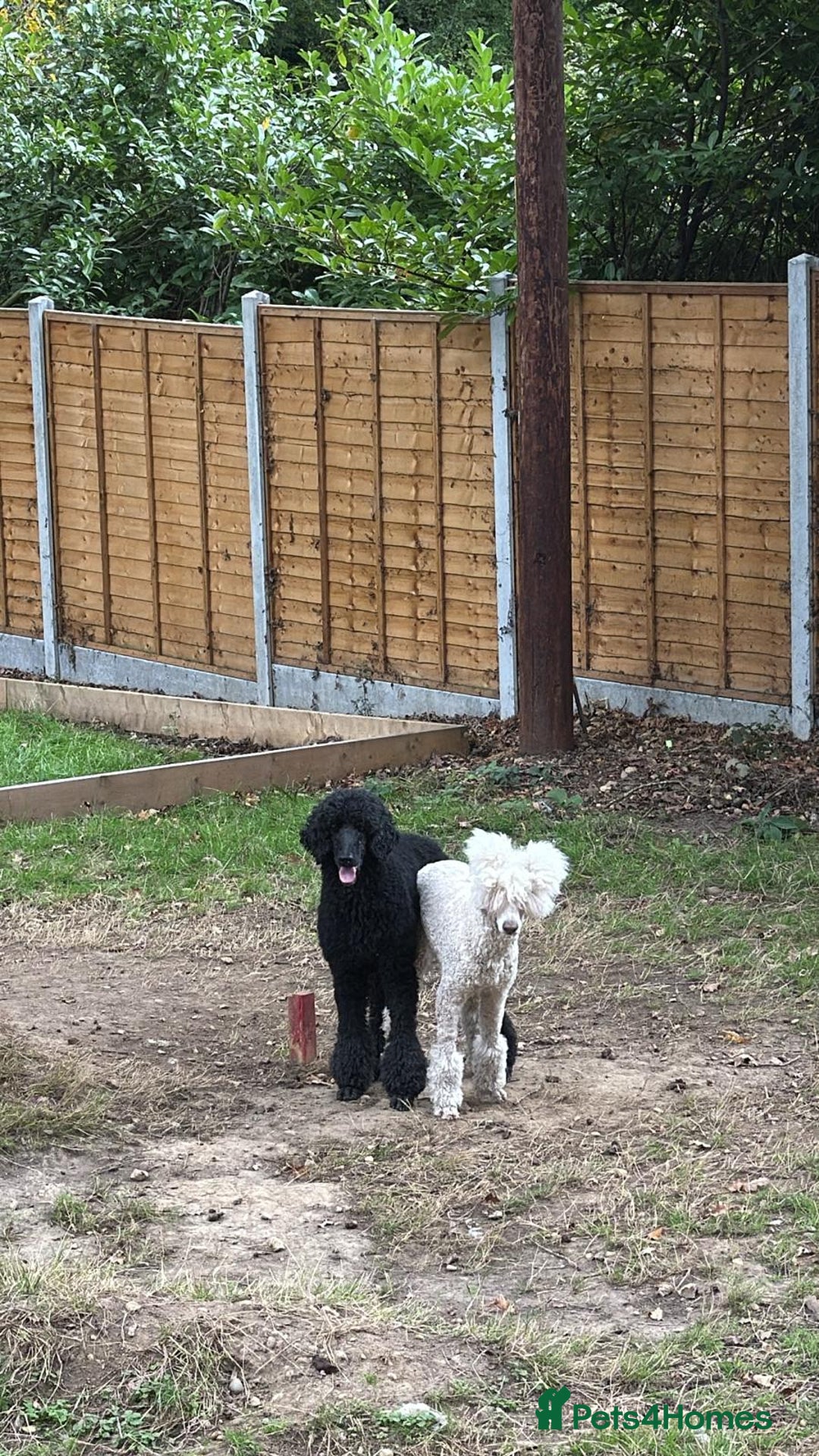 Standard Poodle dogs for sale: Exceptional Standard Poodle Puppies Show Quality - Advert 4
