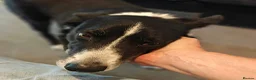 Border Collie dogs for adoption: Meet Max, looking for a new family or foster home - Advert 5