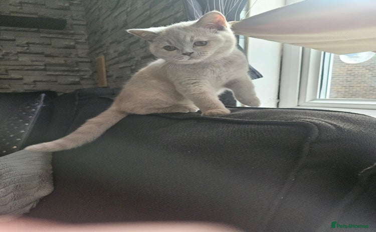 British Shorthair cats - Advert 4