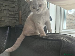 British Shorthair cats - Advert 31