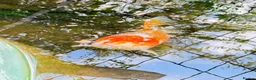 Koi Carp fish for sale: Koi Carp for Sale – Approx. 18 Inches in Crook - Advert 4